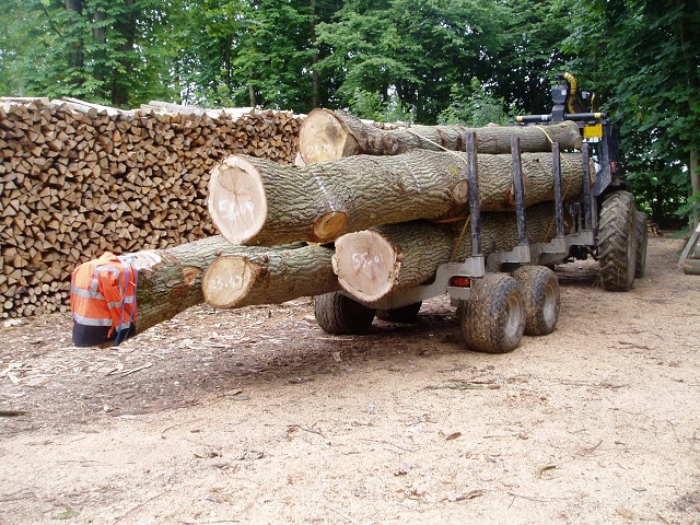 forwarding and extracting oak log trunks