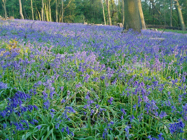 woodland and flora regeneration