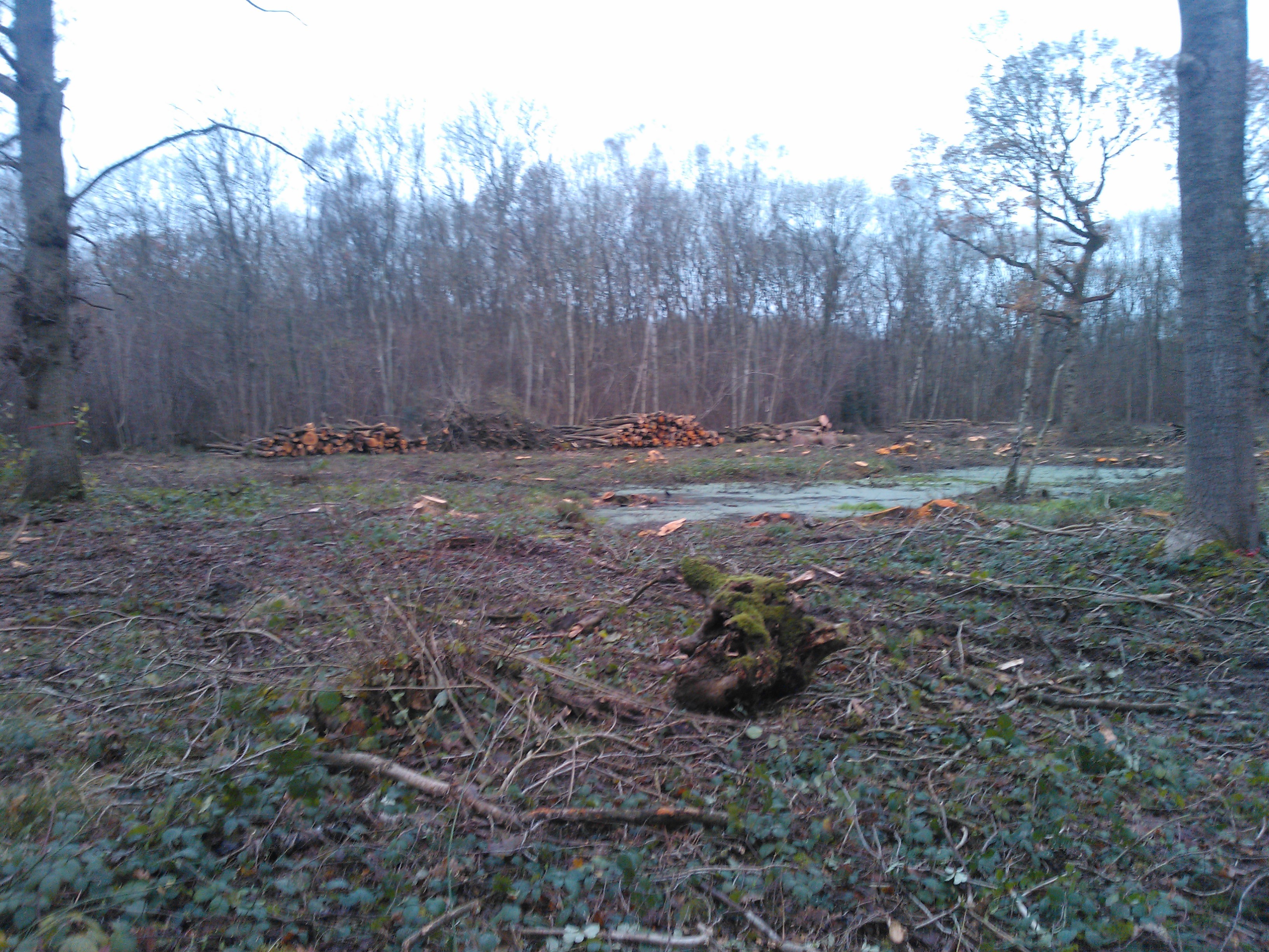 raydon great wood
